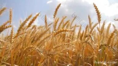 夏天自然小麦场金颗粒有机面包食品